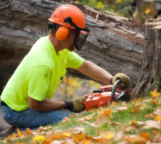 tree services Polkville